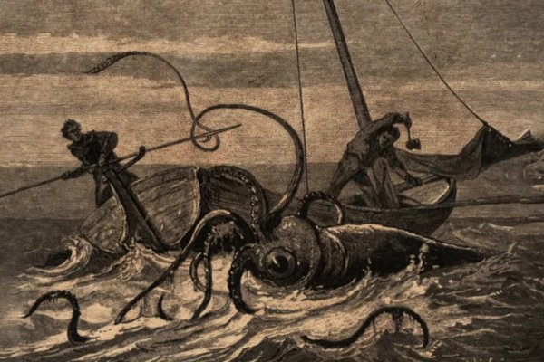 Kraken 17 at net