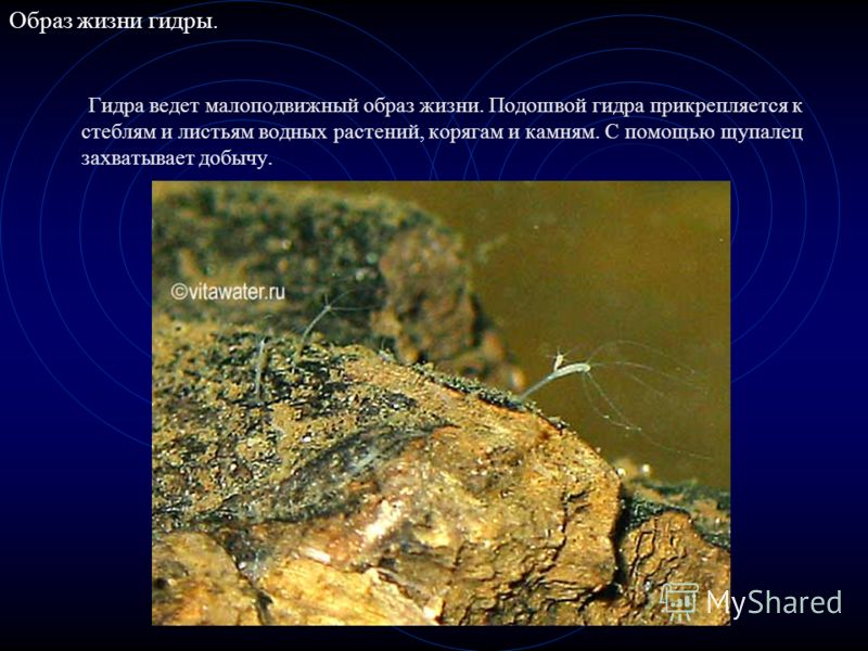 Что с кракеном сайт